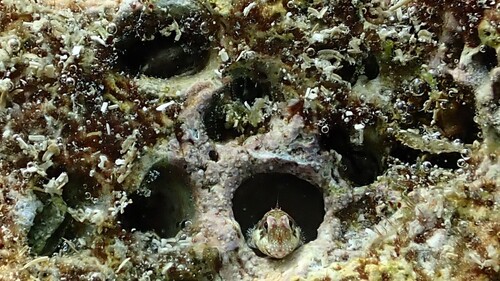 Antennablennius adenensis observed 2025-10-17
