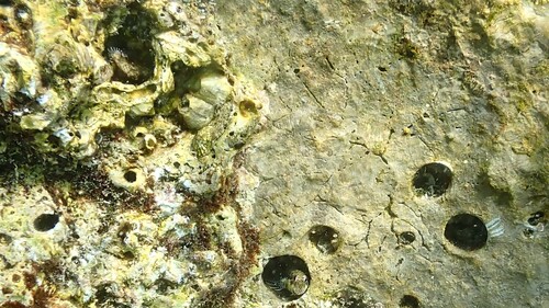 Antennablennius adenensis observed 2025-10-19