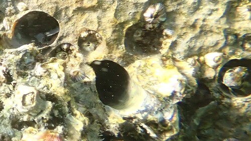 Antennablennius adenensis observed 2025-10-20