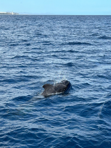 Globicephala macrorhynchus