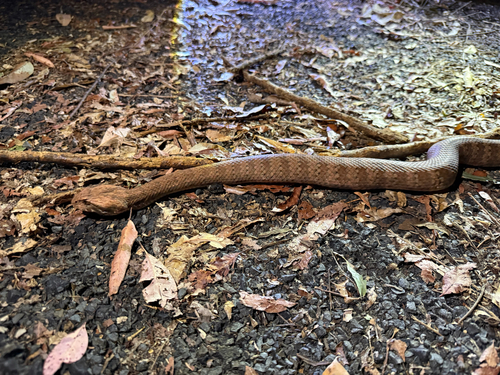 Southern Death Adder sighting