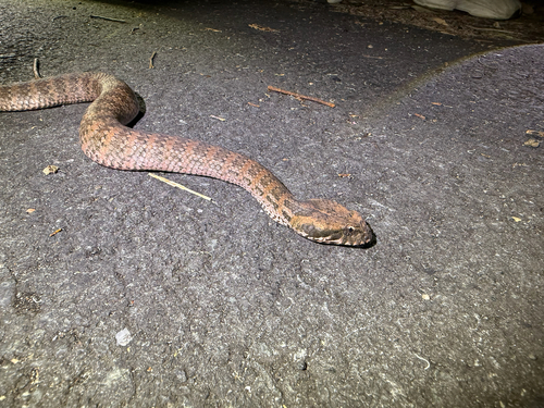 Southern Death Adder sighting