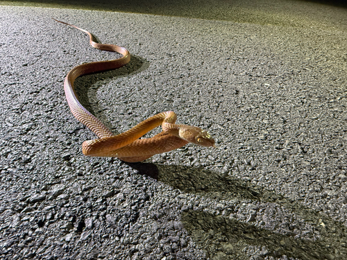 Brown Tree Snake sighting