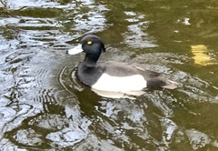 Aythya fuligula