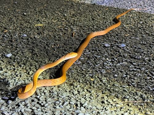 Brown Tree Snake sighting