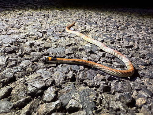 Red-naped Snake sighting