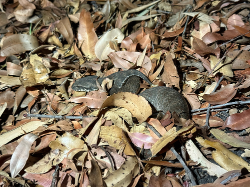 Southern Death Adder sighting