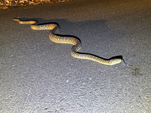 Coastal Carpet Python sighting