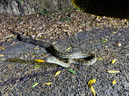 Coastal Carpet Python sighting