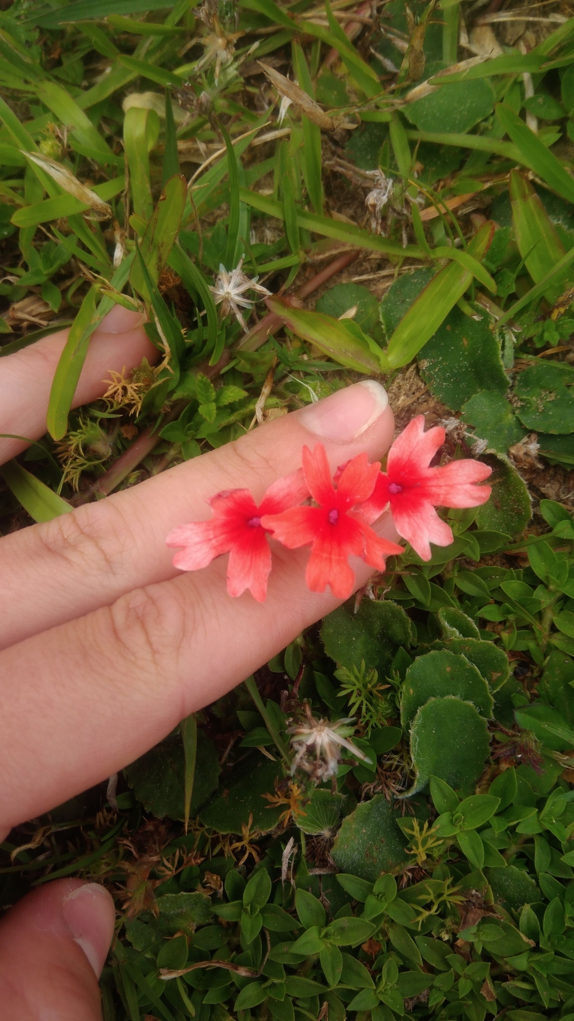 Freesia laxa