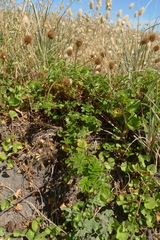 Acaena pallida