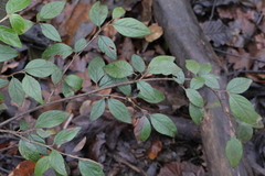 Cotoneaster simonsii