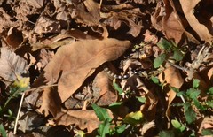 Hemidactylus turcicus