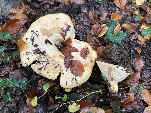 Lactarius intermedius — (c) Jason Grant, some rights reserved (CC BY)