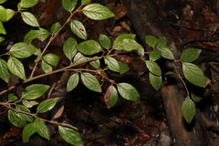 Cotoneaster simonsii