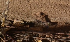 Hemidactylus turcicus