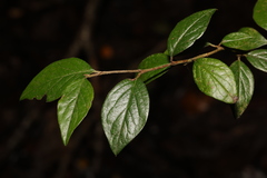 Cotoneaster simonsii