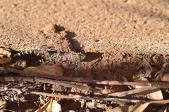 Hemidactylus turcicus