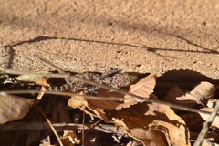 Hemidactylus turcicus