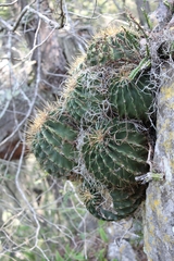 Ferocactus echidne