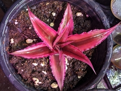 Cryptanthus
