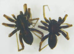 Pardosa monticola