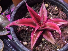 Cryptanthus