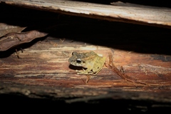 Platymantis guentheri