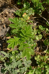 Acaena pallida