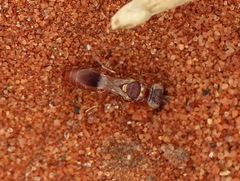 Miscophini