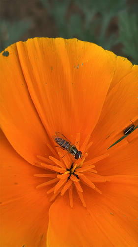 Unknown species found near Phillips Rd, Charlotte, NC, US