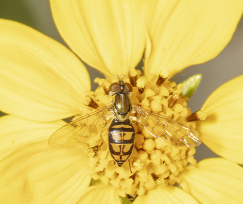 Unknown species found near Cochise County, AZ, USA
