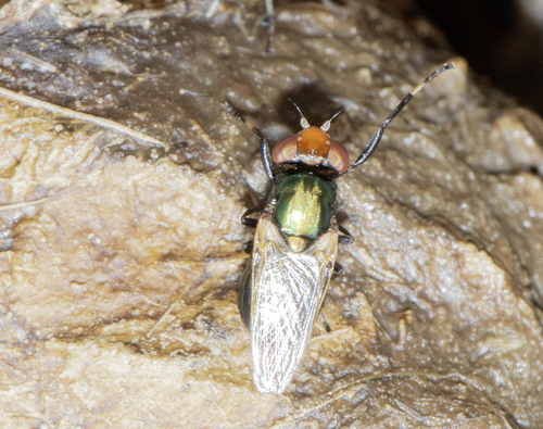 Unknown species found near Cochise County, AZ, USA