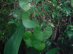 Aristolochia leptosticta