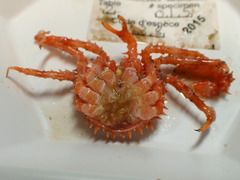Lithodes maja