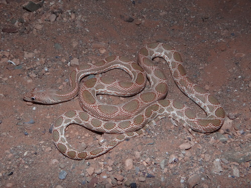 Photo of a Werner's Diadem Snake (Spalerosophis dolichospilus)