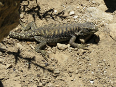 Liolaemus valdesianus