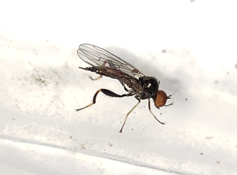 Euhybus strumaticus