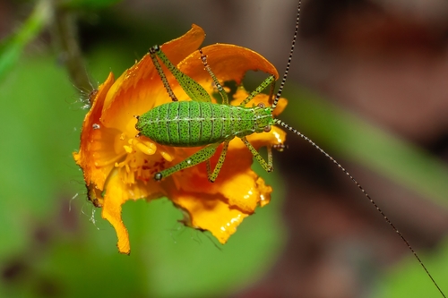 Speckled Bush-cricket, photo 7 of 8