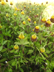Trifolium spadiceum
