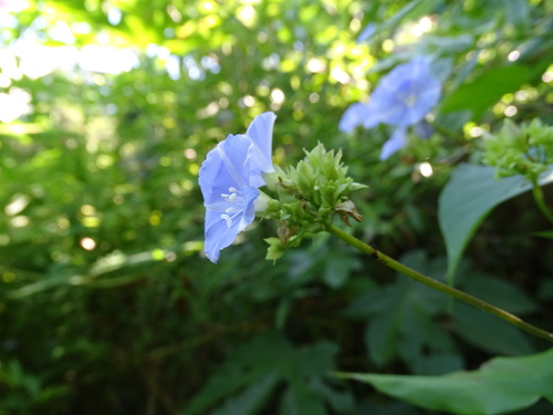 Skyblue Clustervine