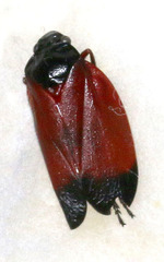 Sphenorhina conspicua image