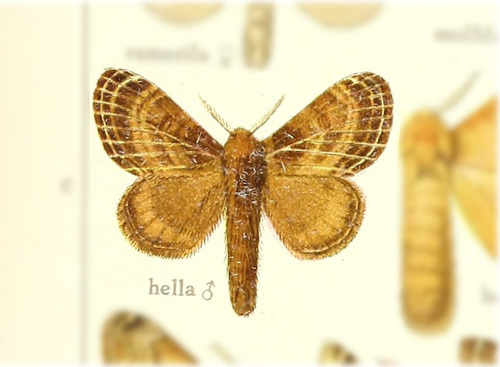 Tolype hella