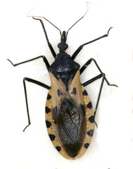 Triatoma dimidiata