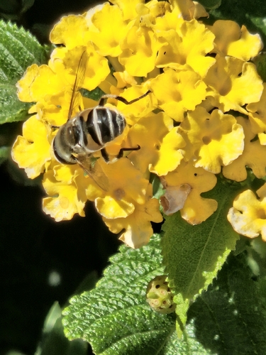 Unknown species found near 51st & Rockhill, Kansas City, MO 64110, USA