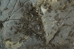 Coelopidae
