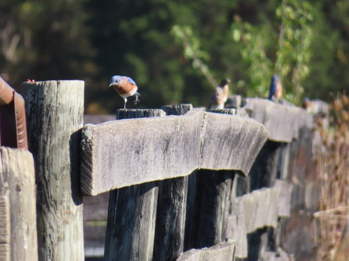 Eastern Bluebird