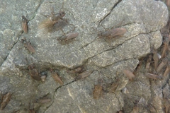 Coelopidae