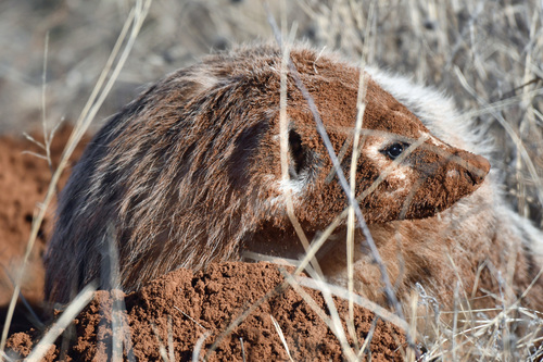 American Badger photographed in Texas