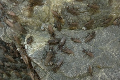 Coelopidae